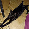 Luna is registered to the contest to win money with this photo: cat, black_cat, animal, pet, feline, stretching, lying_down, indoors, floor, wood_floor, cardboard, box, cables, electronic_cords, green_eyes, whiskers, ears, tail, photography, home