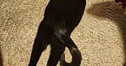 Luna is registered to the contest to win money with this photo: cat, black_cat, pet, animal, carpet, indoor, home, lying_down, stretched_out, relaxed, tail, ears, paws, fur, shadow, red_chair, human_legs, casual_photo, top_down_view, living_room