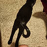 cat, black_cat, pet, animal, carpet, indoor, home, lying_down, stretched_out, relaxed, tail, ears, paws, fur, shadow, red_chair, human_legs, casual_photo, top_down_view, living_room