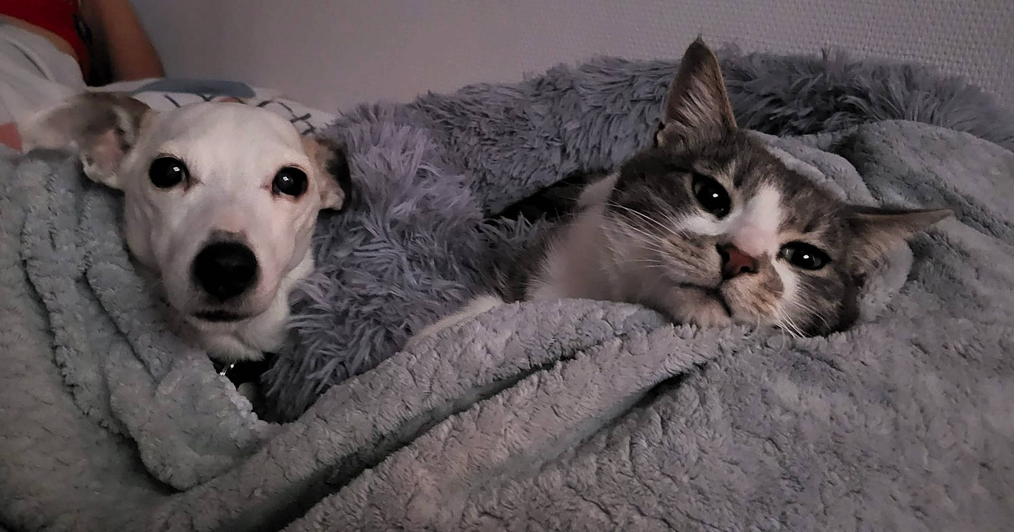 Fidji participe au concours pour gagner de l'argent avec cette photo : carnivore, cat, comfort, companion_dog, couch, dog, dog_breed, domestic_short_haired_cat, felidae, fur, grey, monochrome_photography, non_sporting_group, paw, photo_caption, small_to_medium_sized_cats, snout, vertebrate, whiskers, working_animal