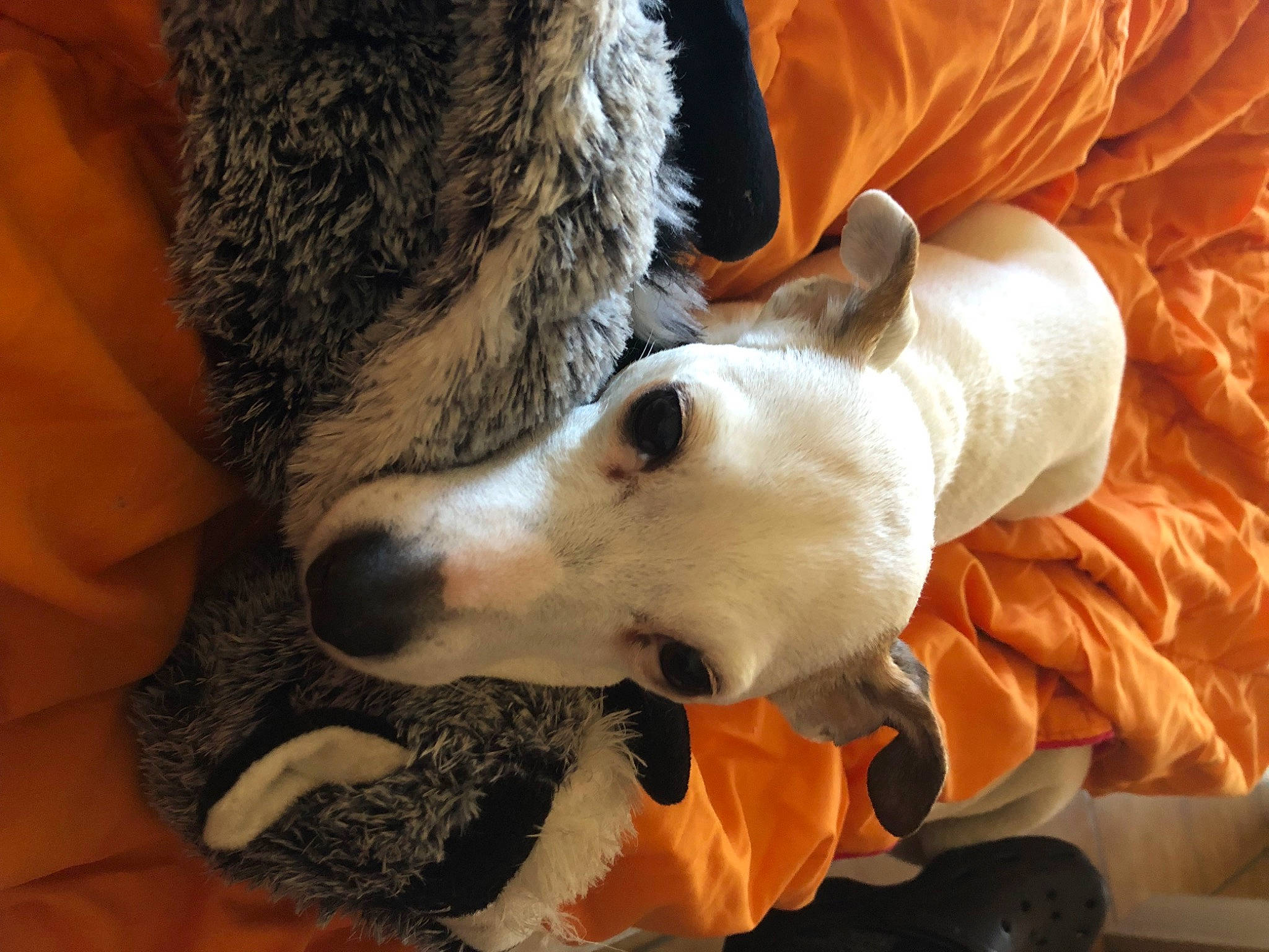 Fidji a rejoint le concours — aidez-le/la à gagner de superbes lots ! canidae, carnivore, comfort, companion_dog, dog, dog_breed, fawn, felidae, fur, human_leg, linens, nap, paw, sighthound, small_to_medium_sized_cats, snout, sporting_group, tail, whiskers, working_animal