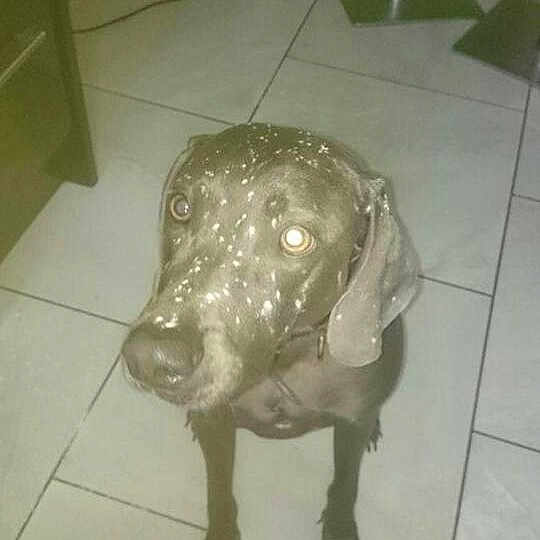 Flynn