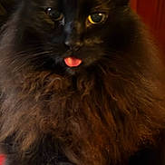 Auggie joined the competition — help win amazing prizes! cat, black_cat, fluffy, tongue_out, pet, animal, cute, furry, indoor, close_up, whiskers, ears, face, fur, portrait, sitting, domestic_animal, feline, adorable, red_surface