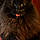 Auggie