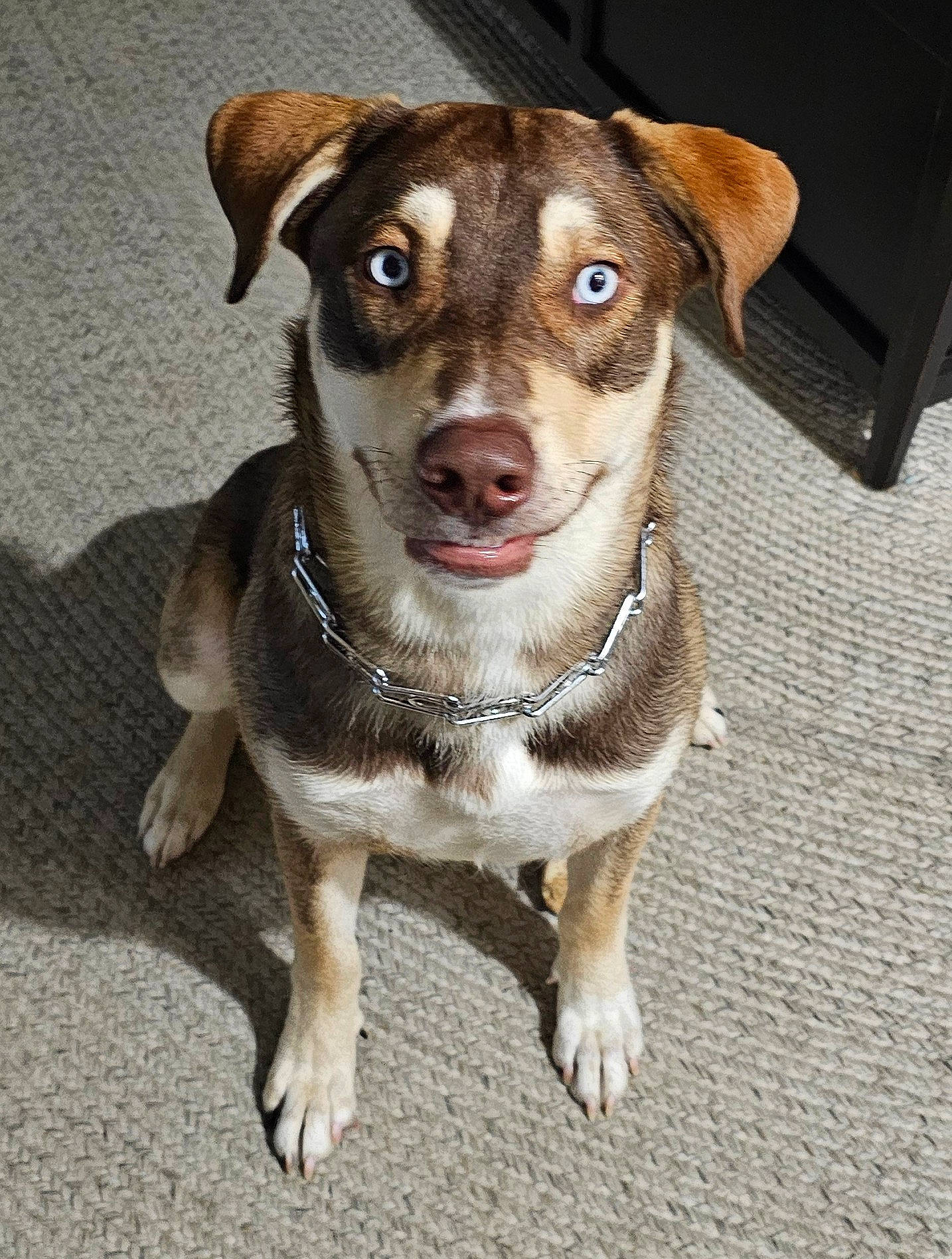 Ziggy is registered to the contest to win money with this photo: canidae, carnivore, collar, companion_dog, dog, dog_breed, dog_collar, fur, leash, pet_supply, road_surface, whiskers, working_animal, working_dog