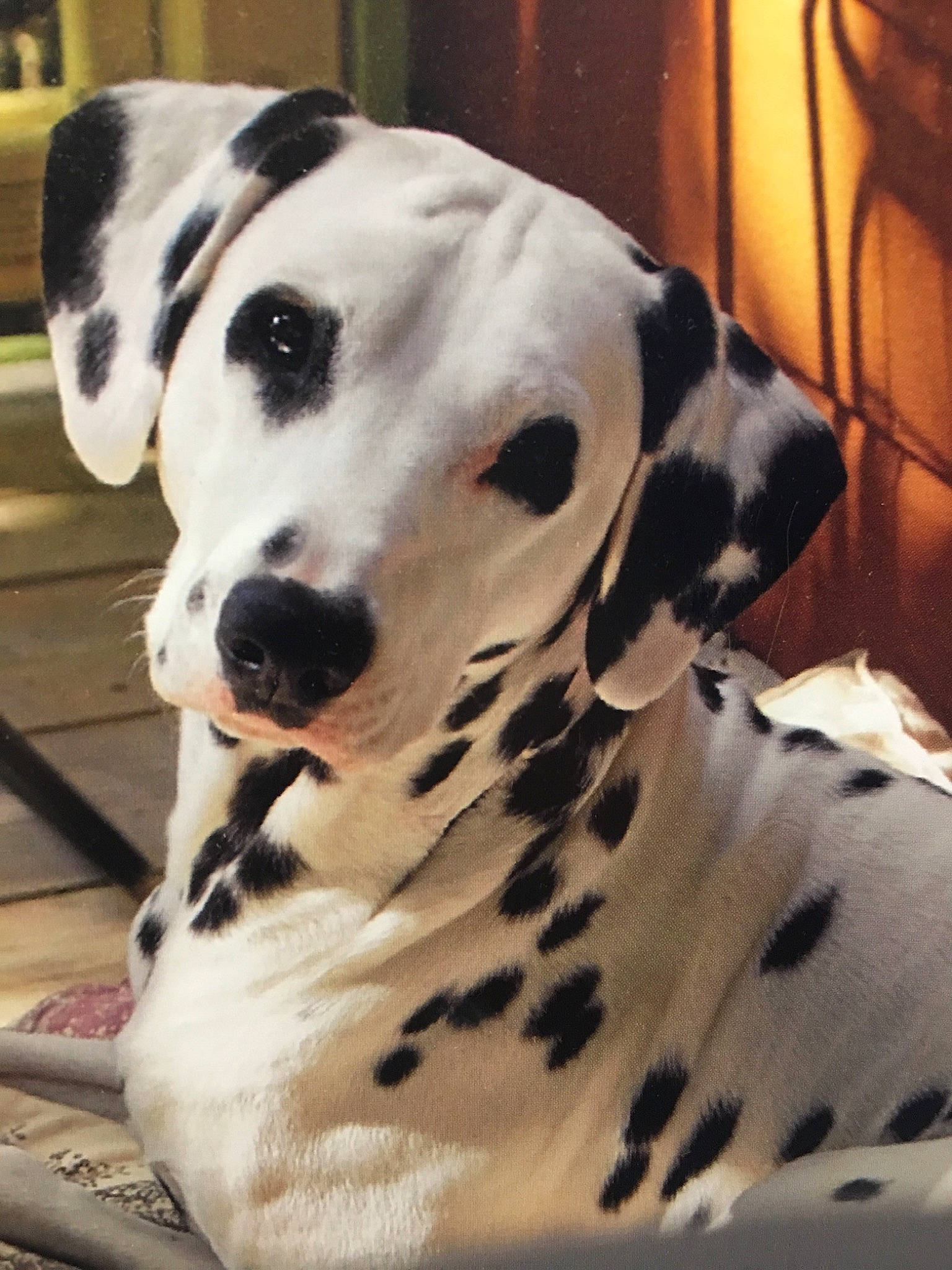 Farouk participe au concours pour gagner de l'argent avec cette photo : canidae, carnivore, companion_dog, dalmatian, dog, dog_breed, mammal, non_sporting_group, snout, sporting_group, vertebrate