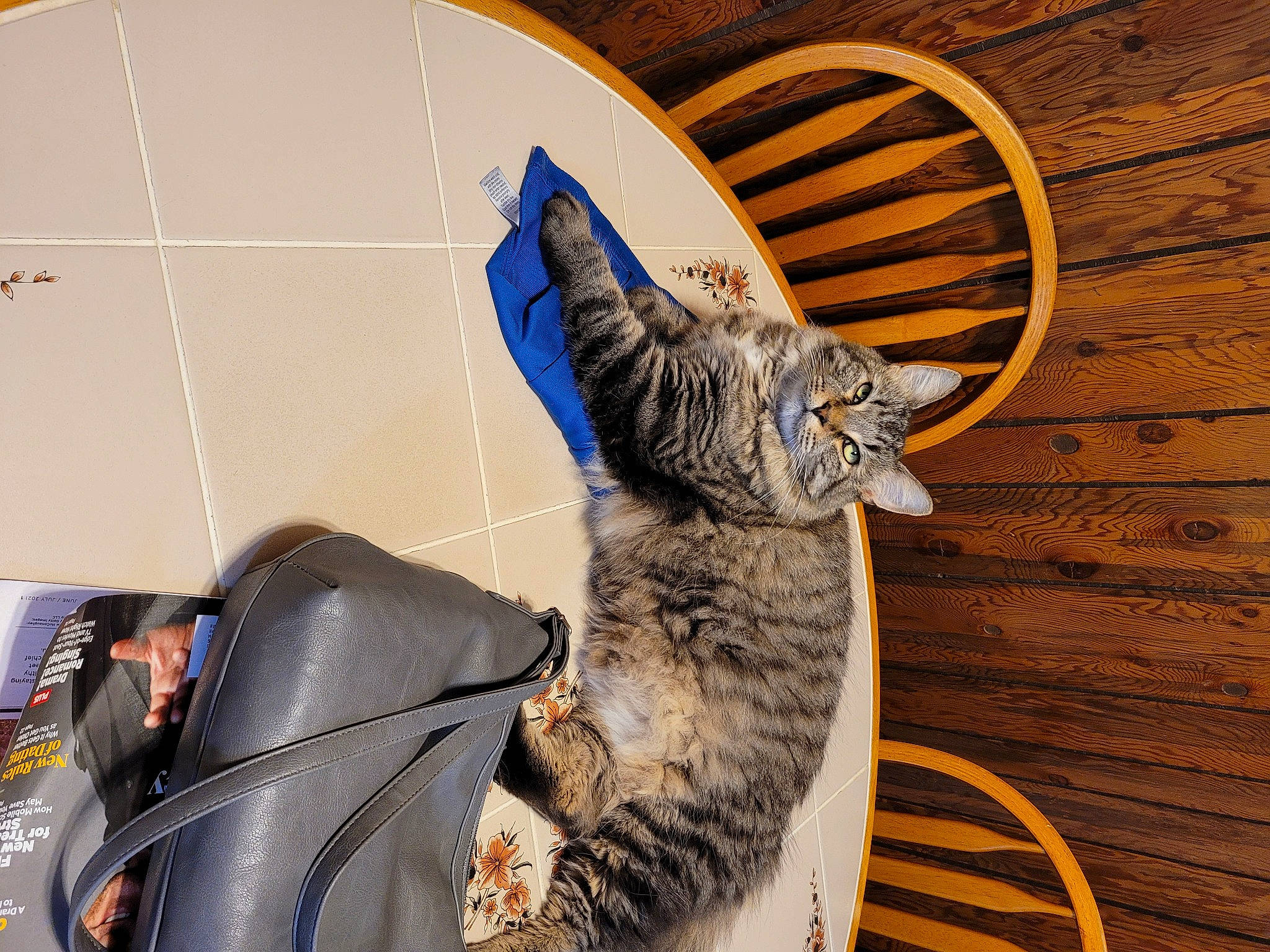 George joined the competition — help win amazing prizes! bag, carnivore, cat, claw, comfort, domestic_short_haired_cat, felidae, flowerpot, font, fur, houseplant, luggage_and_bags, sitting, small_to_medium_sized_cats, snout, tail, whiskers, wood