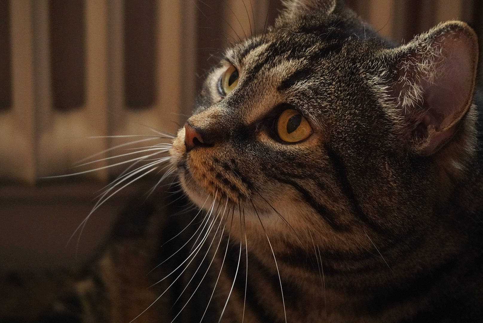 Virus participe au concours pour gagner de l'argent avec cette photo : carnivore, cat, close_up, domestic_short_haired_cat, ear, felidae, fur, small_to_medium_sized_cats, snout, terrestrial_animal, whiskers, wildlife, window