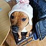 dog, hat, knitted_hat, pom_pom, brown_dog, sitting, chair, wooden_floor, black_jacket, table, indoor, pet, curious, close_up, portrait, cozy, warm_clothing, animal, cute, domestic