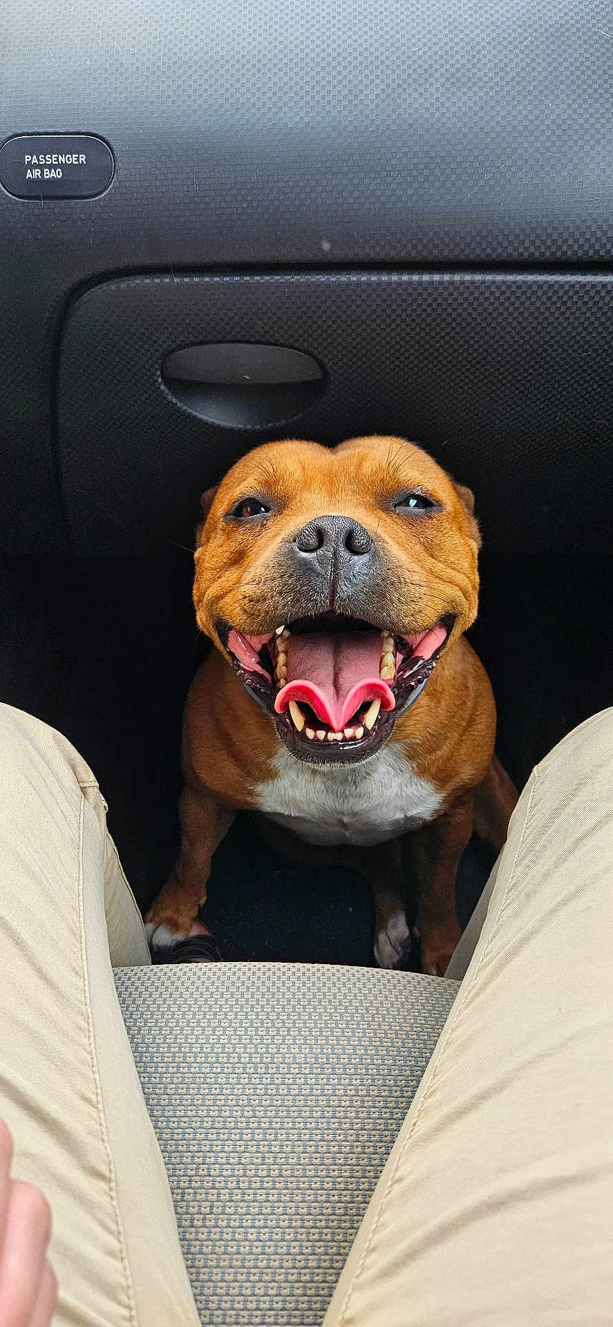 Panama participe au concours pour gagner de l'argent avec cette photo : dog, brown_dog, smiling, pet, inside_car, car_interior, happy, tongue_out, sitting, close_up, canine, seat, human_legs, looking_up, front_seat, animal, companion, cute, friendly, domestic_animal