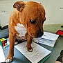 Panama a rejoint le concours — aidez-le/la à gagner de superbes lots ! dog, brown_dog, white_paws, table, papers, pencil, rubiks_cube, writing, indoor, pet, animal, curious, desk, stationery, home, interrupting, close_up, paperwork, red_pouch, focus