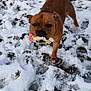 Panama participe au concours pour gagner de l'argent avec cette photo : dog, brown_dog, snow, toy, outdoor, animal, pet, winter, playful, paw_prints, chew_toy, canine, fur, tail, ears, snout, standing, nature, cold, daylight