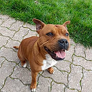 Panama a rejoint le concours — aidez-le/la à gagner de superbes lots ! dog, brown_dog, happy, sitting, tongue_out, ears_up, outdoor, grass, paved_path, pet, canine, animal, smiling, nature, friendly, close_up, daylight, mammal, cute, playful