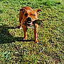 dog, grass, branch, outdoor, pet, playful, brown_dog, animal, canine, nature, sunlight, teeth, leafy_branch, mischievous, standing, field, fur, daylight, happy, smile
