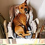 dog, brown_dog, pet, high_chair, indoor, furniture, collar, animal, sitting, looking, curious, household, wooden_floor, wall, domestic, companion, cute, relaxed, portrait, one_animal