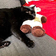 Sanka participe au concours pour gagner de l'argent avec cette photo : black_cat, cat, pet, stuffed_animal, plush_toy, gray_couch, red_blanket, indoor, relaxed, feline, paw, claw, fur, home, cozy, animal, resting, soft_toy, floor, corner