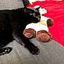black_cat, cat, pet, stuffed_animal, plush_toy, gray_couch, red_blanket, indoor, relaxed, feline, paw, claw, fur, home, cozy, animal, resting, soft_toy, floor, corner