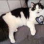 Moo Moo is registered to the contest to win money with this photo: animal, black_and_white, cartoon_design, cat, couch, cozy, cute, feline, fluffy, heart_shaped_object, home, indoor, looking_at_camera, pet, pillows, relaxed, resting, soft_fur, tail, whiskers