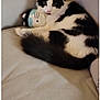 Moo Moo joined the competition — help win amazing prizes! animal, black_and_white, cat, couch, cozy, curious, cute, domestic_animal, feline, fluffy, fur, home, indoor, looking, pet, plush_toy, relaxing, sitting, snuggling, whiskers