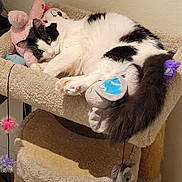 Moo Moo joined the competition — help win amazing prizes! black_and_white, carpeted, cat, cat_tree, cozy, dangle_toys, feline, fluffy, fur, gray_toy, indoor, paw, pet, pink_toy, plush_toys, purple_toy, relaxed, tail, wall, yellow_eyes