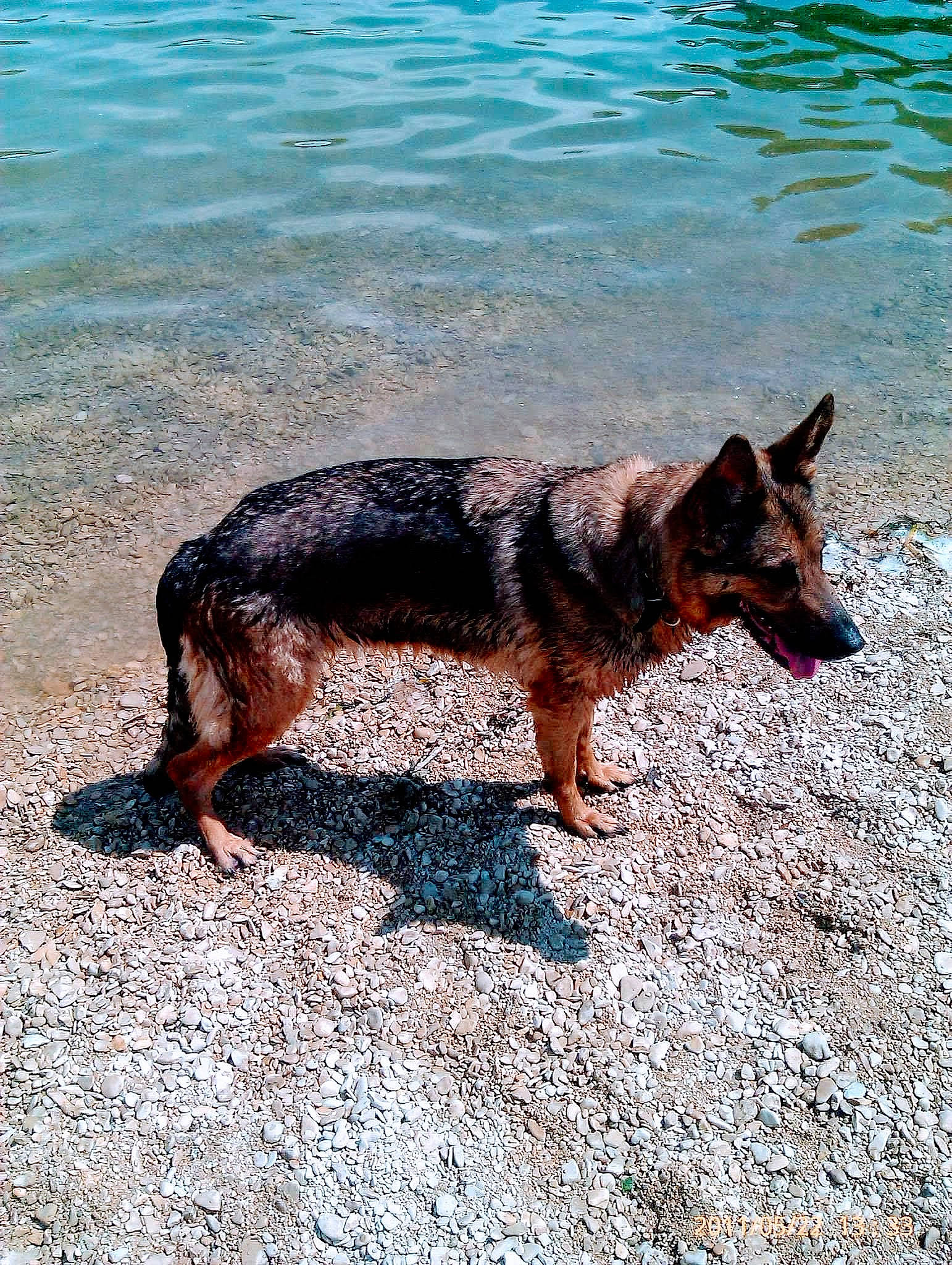 Orka participe au concours pour gagner de l'argent avec cette photo : bohemian_shepherd, canidae, carnivore, dog, dog_breed, east_european_shepherd, german_shepherd_dog, king_shepherd, kunming_wolfdog, lancashire_heeler, mammal, old_german_shepherd_dog, vacation, vertebrate, water, working_dog