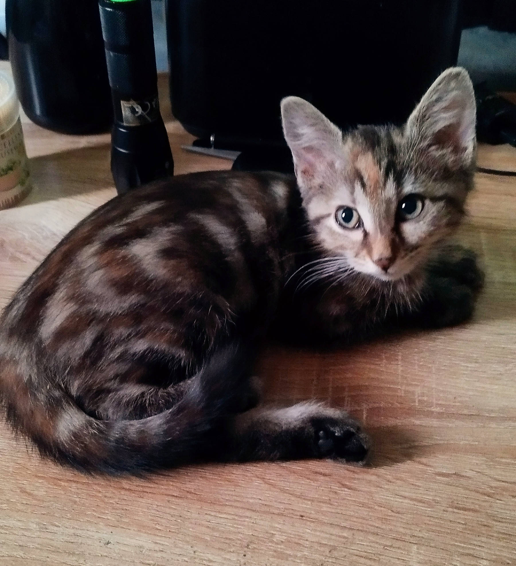 Nougatine participe au concours pour gagner de l'argent avec cette photo : black_cat, carnivore, cat, cat_toy, claw, comfort, domestic_short_haired_cat, felidae, fur, hardwood, paw, photo_caption, small_to_medium_sized_cats, snout, tail, terrestrial_animal, whiskers, window, wood