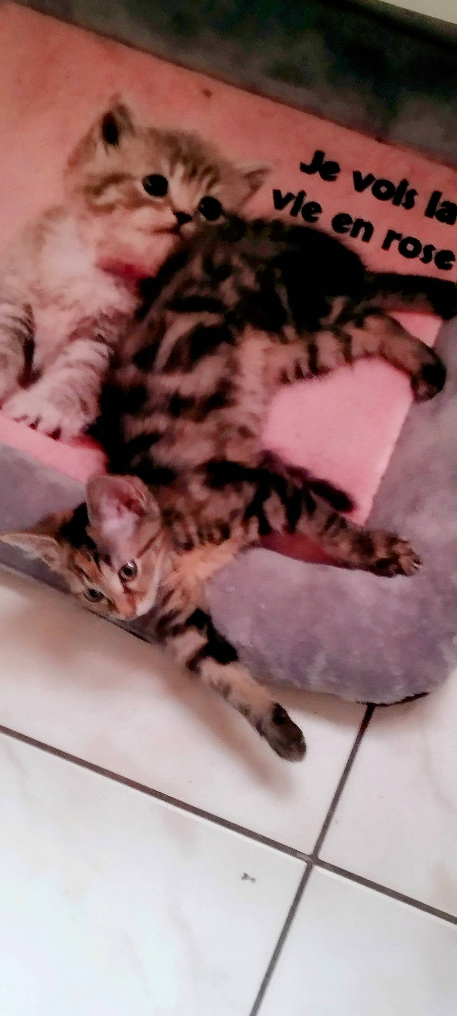 Nougatine participe au concours pour gagner de l'argent avec cette photo : baby, carnivore, cat, claw, comfort, domestic_short_haired_cat, felidae, foot, fur, mammal, nap, paw, pink, small_to_medium_sized_cats, tail, terrestrial_animal, vertebrate, whiskers