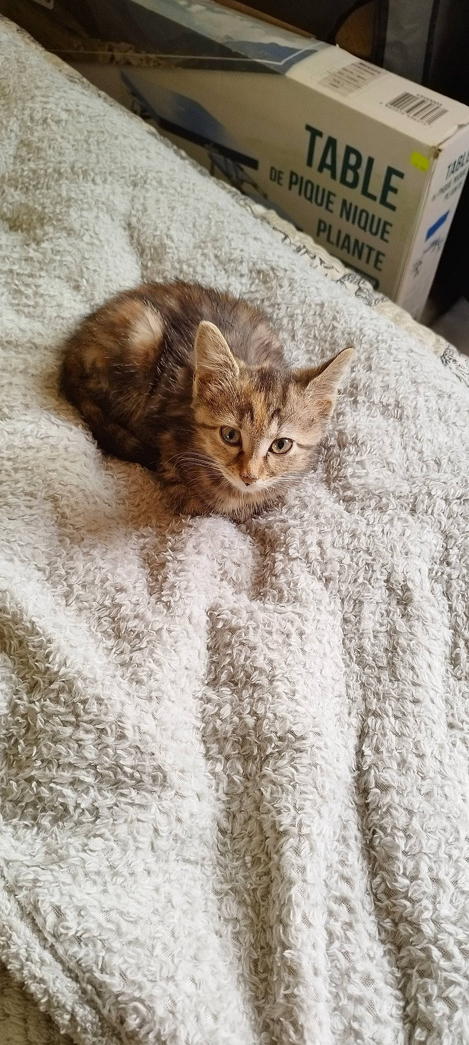 Nougatine participe au concours pour gagner de l'argent avec cette photo : beige, carnivore, cat, claw, domestic_short_haired_cat, fawn, felidae, flooring, fur, grey, linens, paw, small_to_medium_sized_cats, snout, tail, terrestrial_animal, textile, whiskers, window, wood