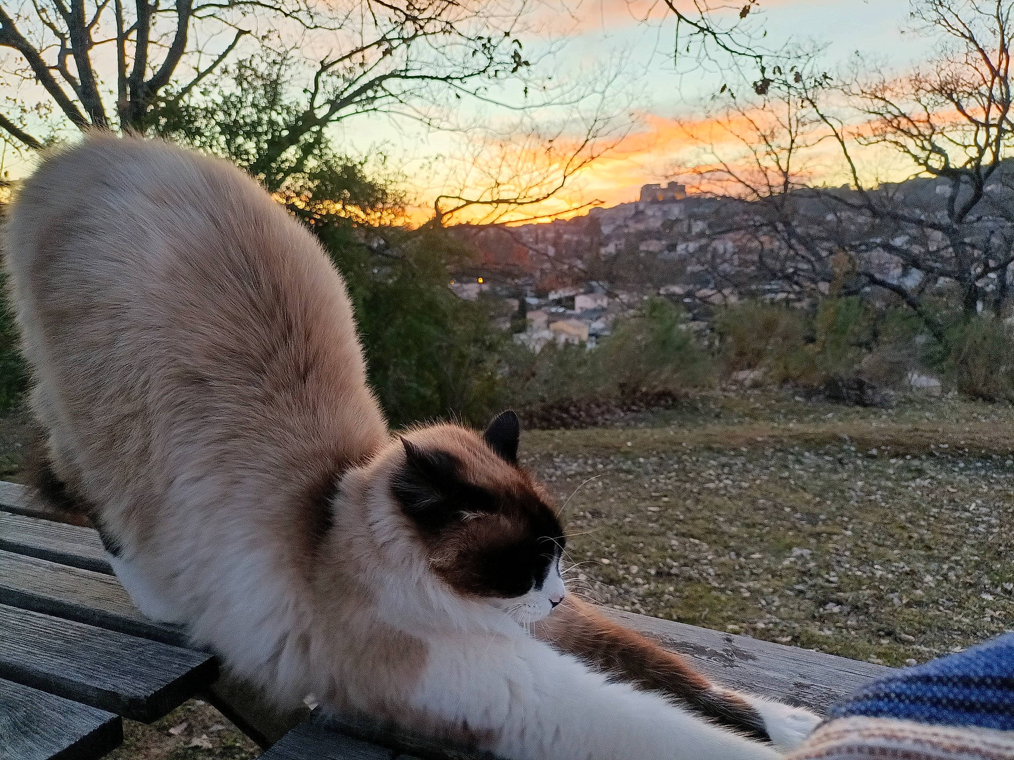 Lion participe au concours pour gagner de l'argent avec cette photo : balinese, carnivore, cat, dog_breed, fawn, felidae, fur, grass, landscape, light, plant, siamese, sky, small_to_medium_sized_cats, snout, tail, terrestrial_animal, thai, tree, whiskers