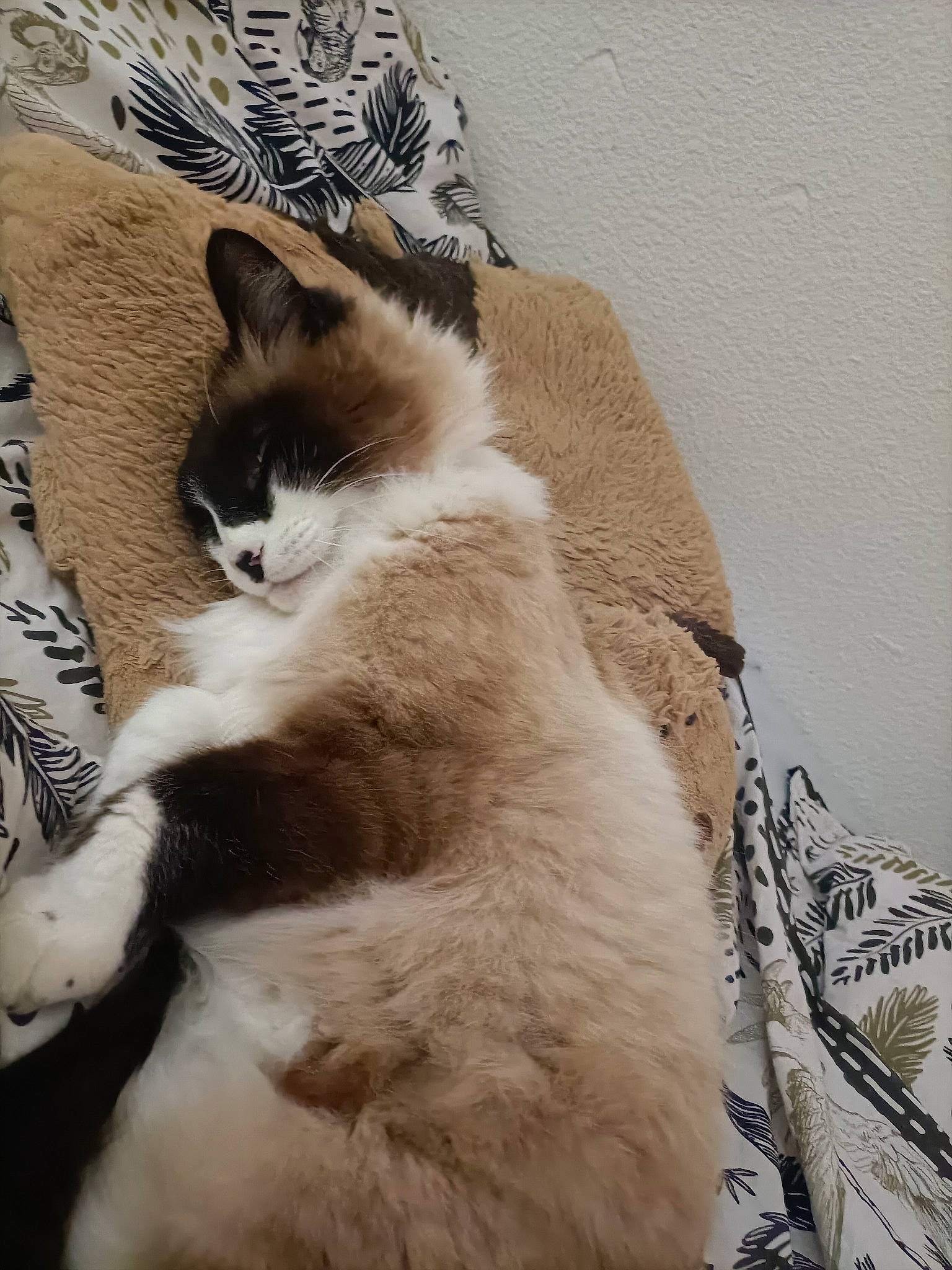Lion participe au concours pour gagner de l'argent avec cette photo : carnivore, cat, claw, comfort, domestic_short_haired_cat, felidae, foot, fur, monochrome_photography, paw, plant, sand, sitting, small_to_medium_sized_cats, tail, terrestrial_animal, whiskers