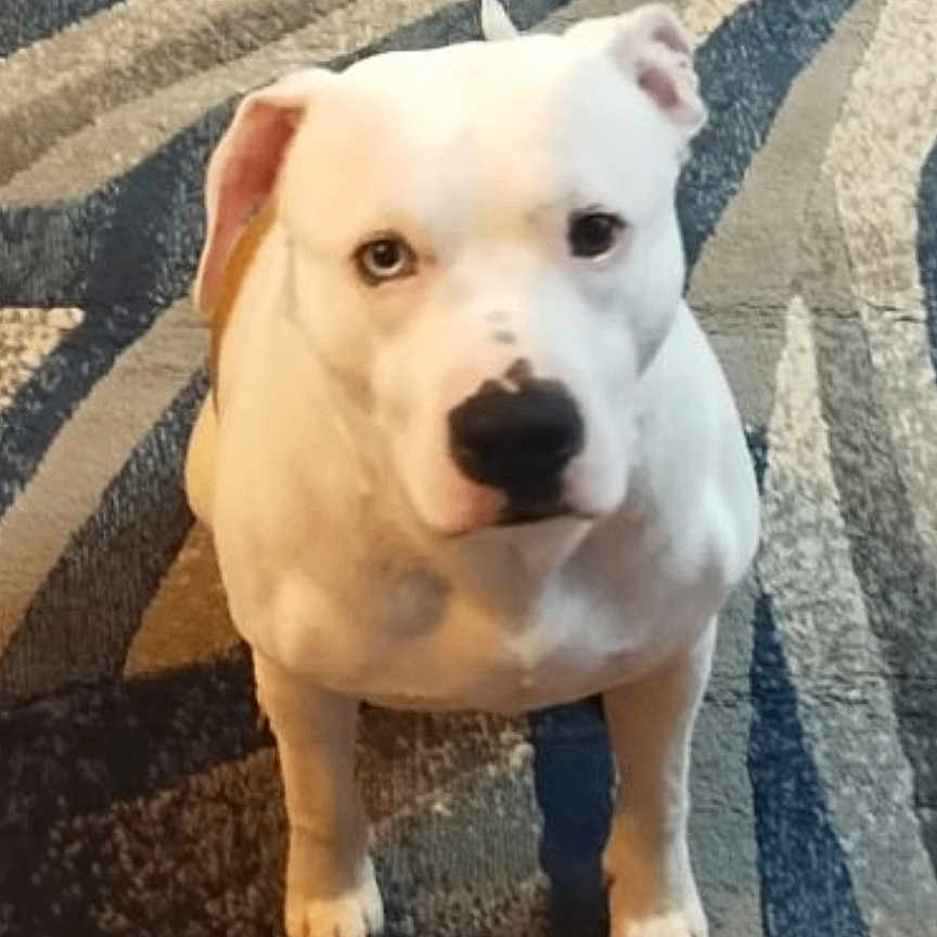 Draco Lee joined the competition — help win amazing prizes! animal, boxer, bulldog, canine, dog, dogbed, frenchbulldog, homedecor, hound, husky, indoors, interiordesign, labradorretriever, mat, pet, pitbull, puppy, rug, snout, whitedog