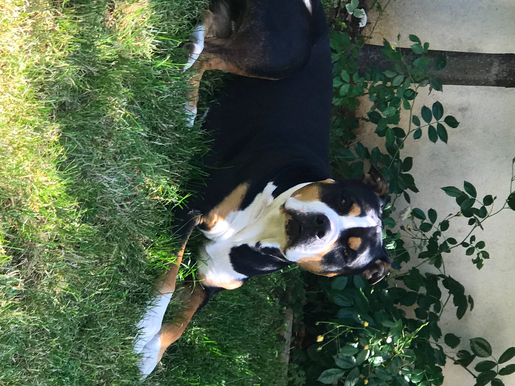 Lucien participe au concours pour gagner de l'argent avec cette photo : canidae, carnivore, companion_dog, dog, dog_breed, fawn, grass, guard_dog, plant, sporting_group, tail, terrestrial_animal, tree, vertebrate, water, working_animal, working_dog