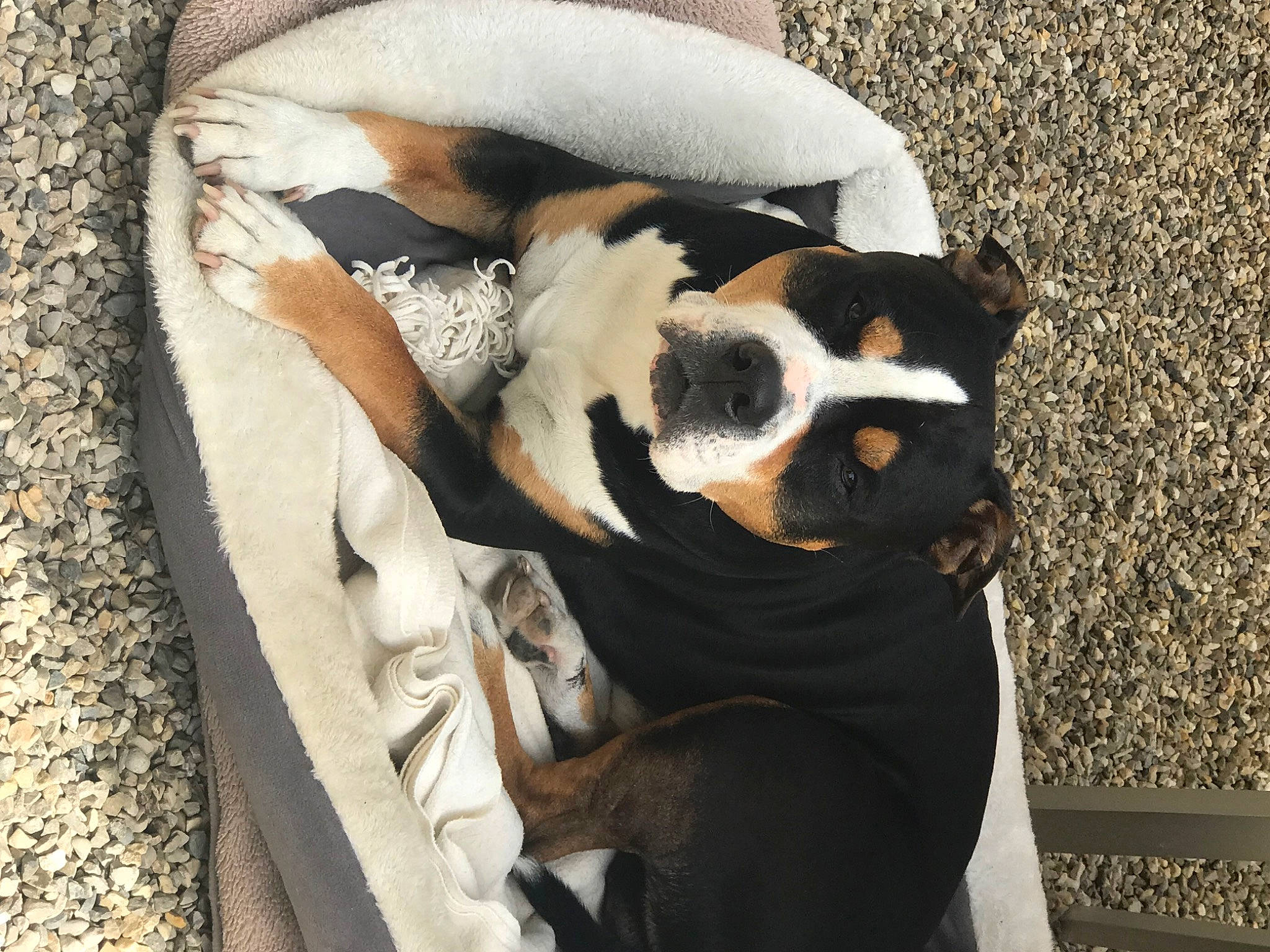 Lucien participe au concours pour gagner de l'argent avec cette photo : bored, canidae, carnivore, comfort, companion_dog, dog, dog_breed, fawn, fur, nap, non_sporting_group, sleep, snout, sporting_group, tail, terrestrial_animal, toy_dog, whiskers, wood, working_animal