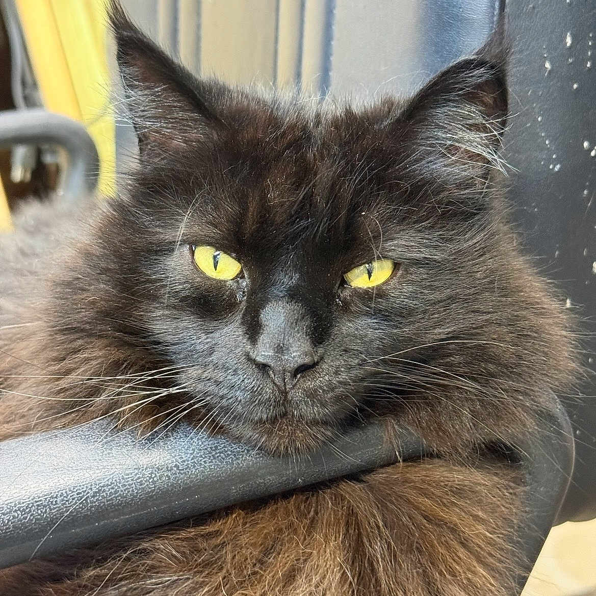 Tom