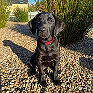 Arka a rejoint le concours — aidez-le/la à gagner de superbes lots ! puppy, dog, black_dog, collar, outdoor, pebbles, grass, sunlight, shadow, house, pet, animal, nature, young_dog, sitting, portrait, cute, fur, daylight, garden