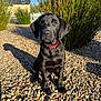 puppy, dog, black_dog, collar, outdoor, pebbles, grass, sunlight, shadow, house, pet, animal, nature, young_dog, sitting, portrait, cute, fur, daylight, garden