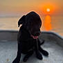 Arka a rejoint le concours — aidez-le/la à gagner de superbes lots ! puppy, dog, black_dog, sunset, water, reflection, outdoor, animal, pet, tongue_out, calm, nature, sky, evening, sun, cute, sitting, portrait, blurred_background, serene