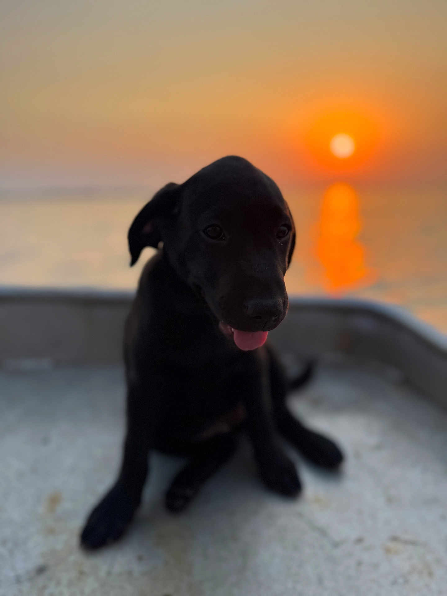 Arka a rejoint le concours — aidez-le/la à gagner de superbes lots ! puppy, dog, black_dog, sunset, water, reflection, outdoor, animal, pet, tongue_out, calm, nature, sky, evening, sun, cute, sitting, portrait, blurred_background, serene