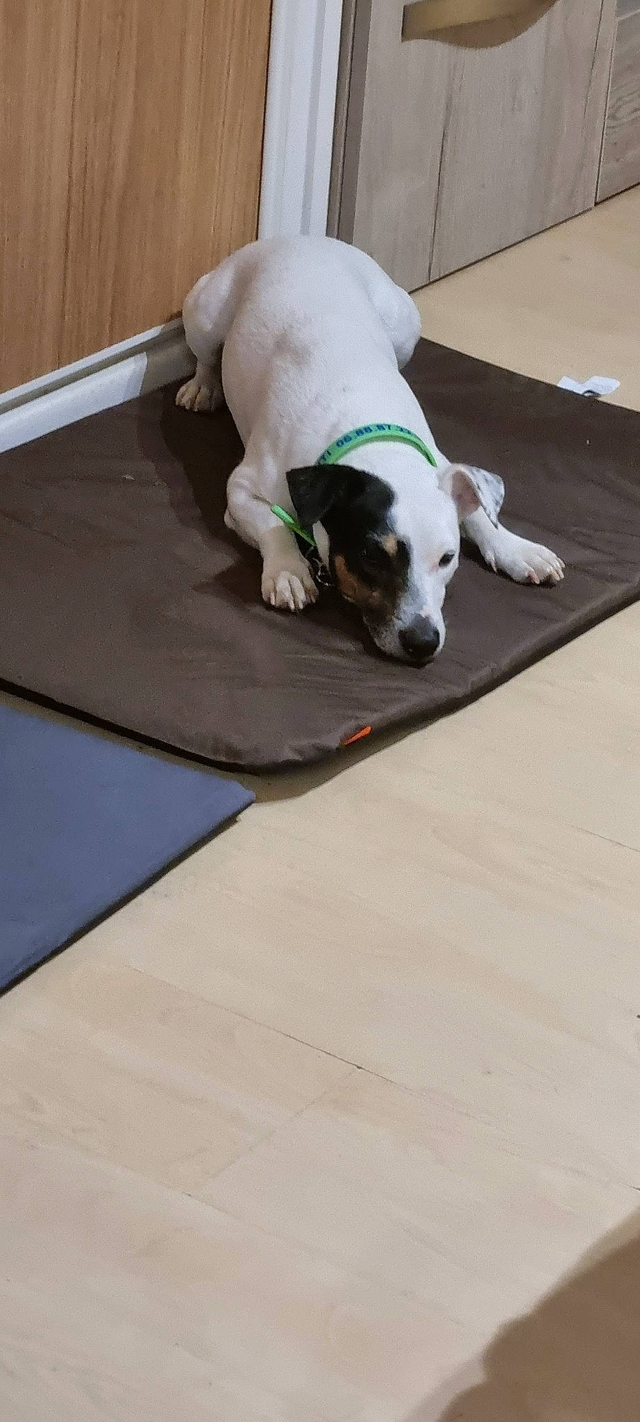 Nova a rejoint le concours — aidez-le/la à gagner de superbes lots ! carnivore, collar, comfort, companion_dog, couch, dog, dog_breed, dog_supply, fawn, floor, flooring, hardwood, linens, pet_supply, rectangle, sporting_group, tail, wood, wood_flooring, working_animal