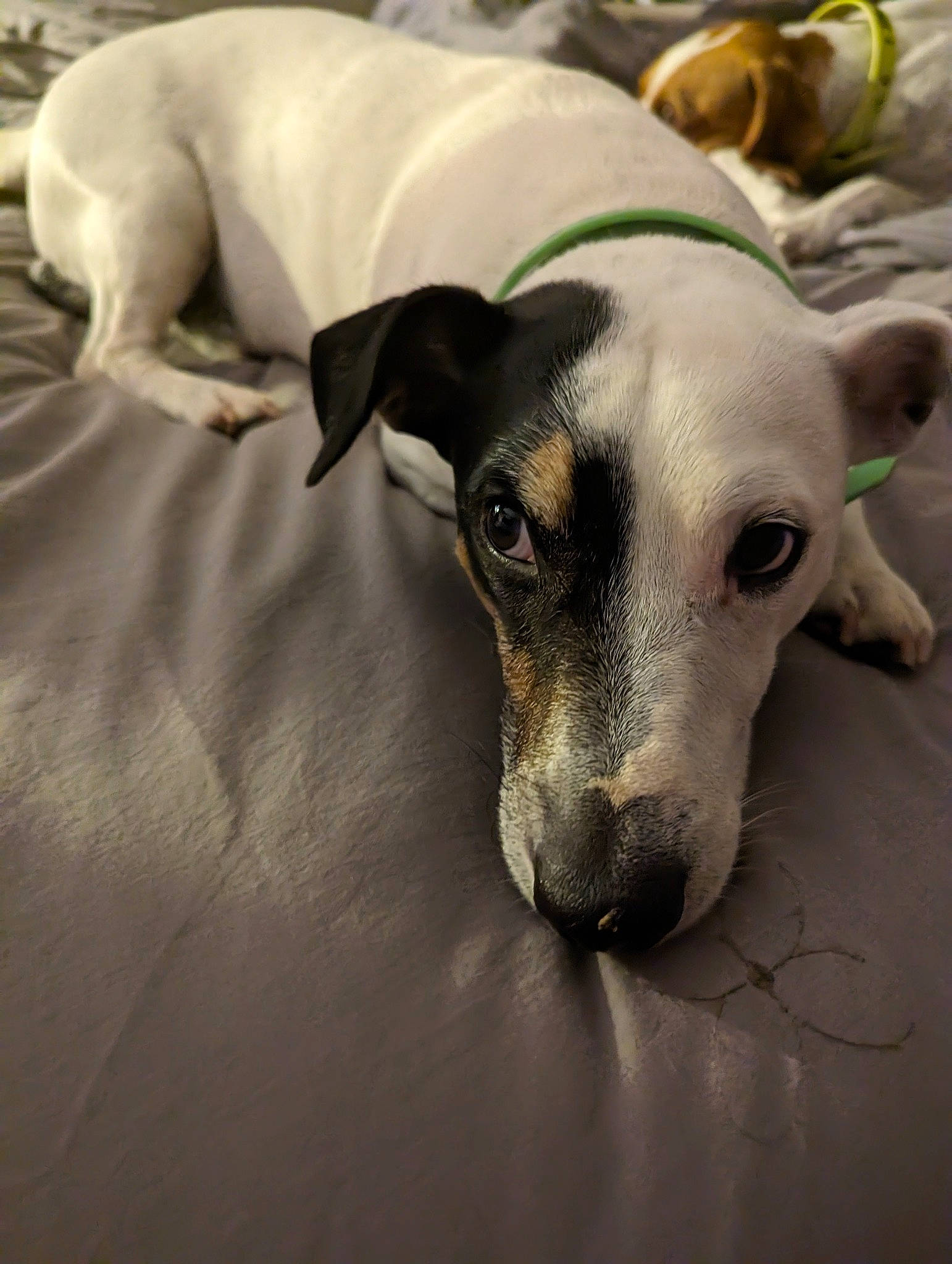 Nova a rejoint le concours — aidez-le/la à gagner de superbes lots ! canidae, carnivore, companion_dog, dog, dog_breed, grey, guard_dog, magyar_agar, non_sporting_group, rampur_greyhound, sighthound, snout, sporting_group, terrestrial_animal, toy_dog, whiskers, working_animal