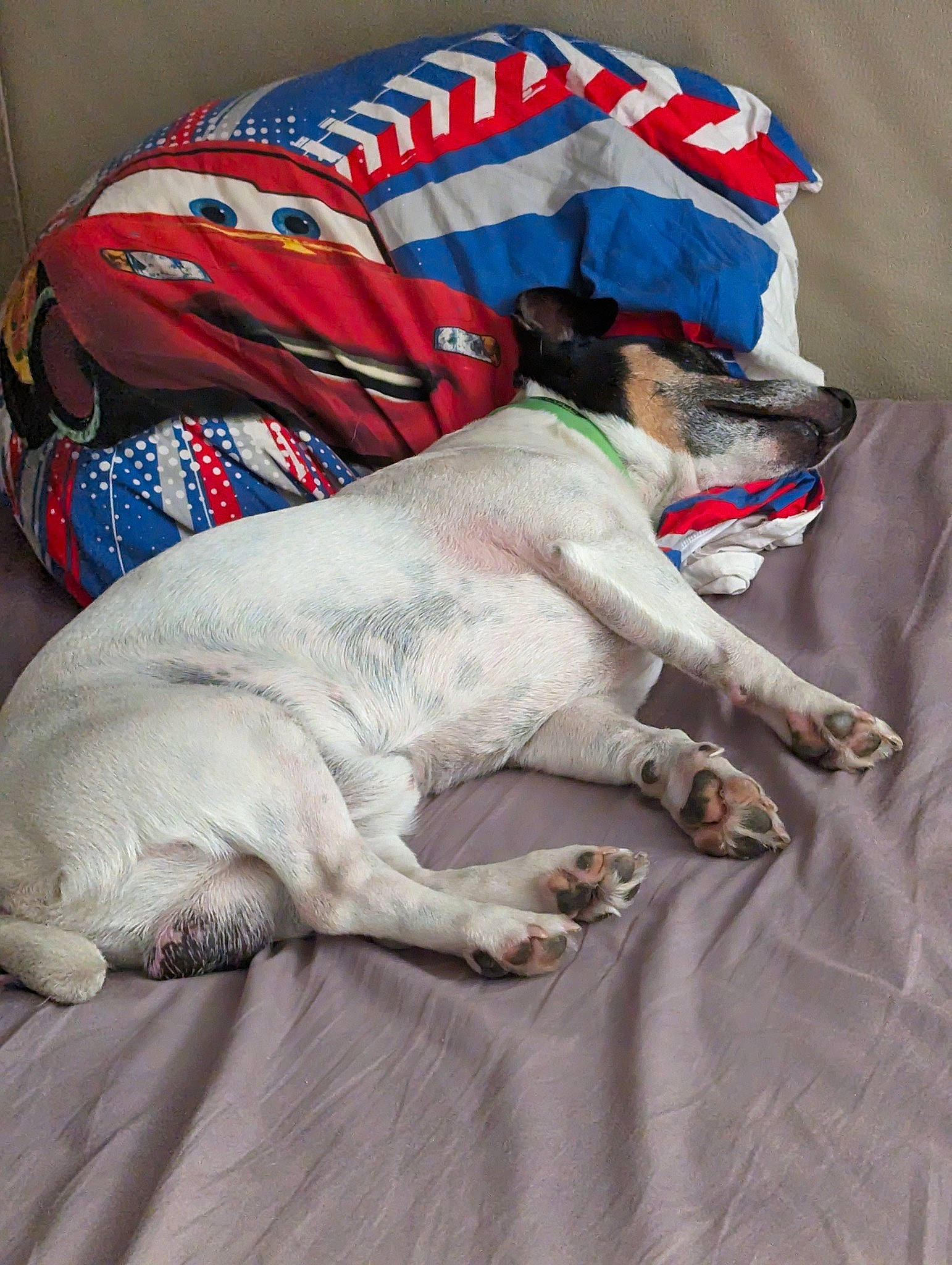 Nova participe au concours pour gagner de l'argent avec cette photo : canidae, carmine, carnivore, collar, comfort, companion_dog, dog, dog_breed, dog_supply, fawn, fur, grey, leash, linens, nap, paw, pet_supply, snout, sporting_group, working_animal