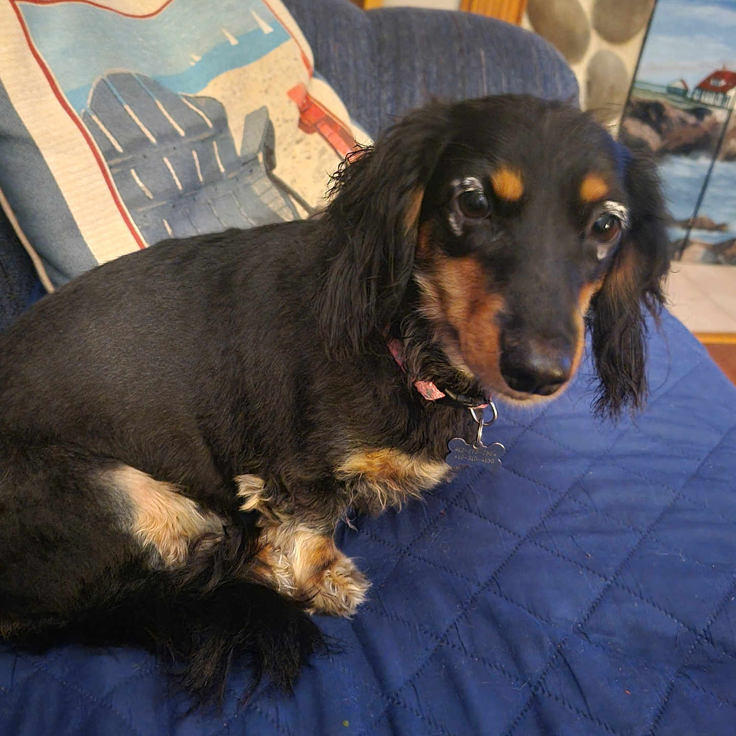 Sassy is registered to the contest to win money with this photo: animal, beach_scene, black_and_tan, blue_quilt, canine, collar, cozy, curious, dog, fur, home, indoor, painting, pet, pillow, portrait, resting, small_dog, stone_wall, tag