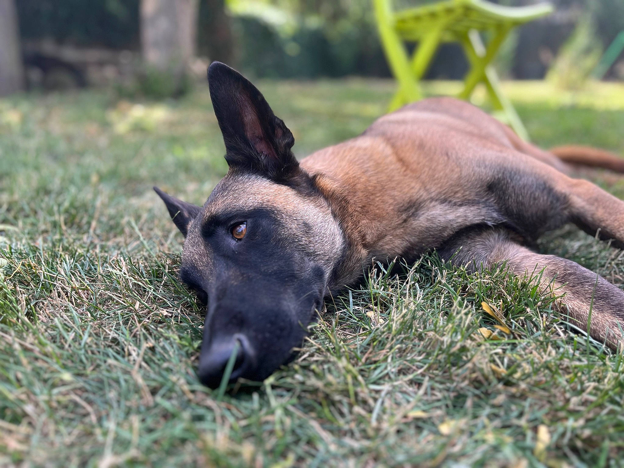 Kirra participe au concours pour gagner de l'argent avec cette photo : canidae, carnivore, companion_dog, dog, dog_breed, fawn, fur, german_shepherd_dog, grass, guard_dog, plant, snout, sporting_group, terrestrial_animal, whiskers, wildlife, working_animal, working_dog
