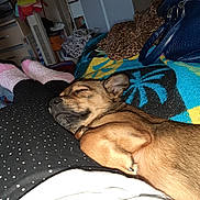 Kali a rejoint le concours — aidez-le/la à gagner de superbes lots ! dog, sleeping, blanket, indoor, legs, pajamas, cozy, nap, pet, brown_dog, resting, fabric, handbag, leopard_print, colorful, casual, human, comfort, relaxation, home