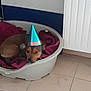 dog, pet_bed, party_hat, blanket, tile_floor, indoor, brown_dog, small_dog, resting, cozy, animal, domestic, headwear, looking, floor, wall, radiator, relaxed, home, cute