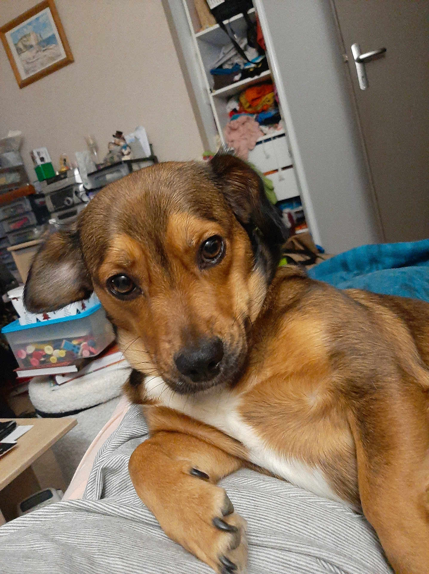 Kali a rejoint le concours — aidez-le/la à gagner de superbes lots ! dog, brown_dog, pet, animal, close_up, indoor, home, fur, paw, face, ears, eyes, lying_down, relaxed, canine, looking_at_camera, snout, nail, furniture, blanket