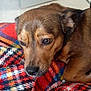 Kali participe au concours pour gagner de l'argent avec cette photo : dog, brown_dog, blanket, colorful_blanket, indoor, pet, animal, closeup, resting, cozy, fur, canine, lying_down, comfort, eyes, face, snout, ear, home, floor