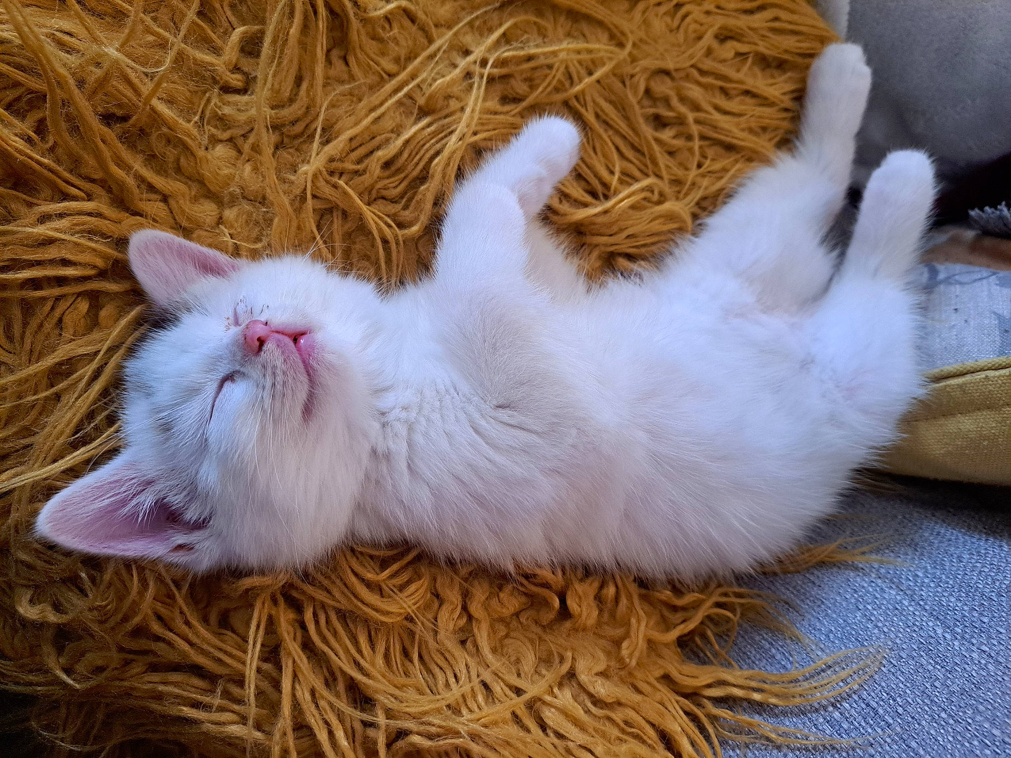 Kairi is registered to the contest to win money with this photo: carnivore, cat, claw, comfort, domestic_short_haired_cat, eye, fawn, felidae, foot, fur, grass, paw, small_to_medium_sized_cats, snout, tail, terrestrial_animal, whiskers