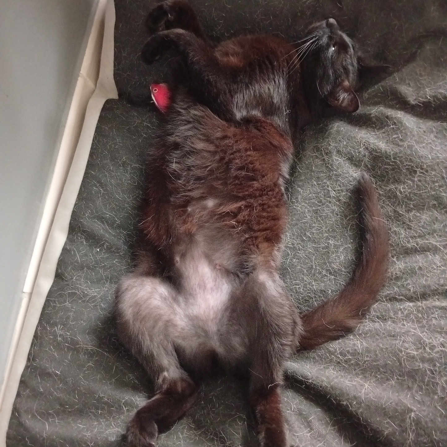 Neko a rejoint le concours — aidez-le/la à gagner de superbes lots ! cat, black_cat, pet, animal, relaxed, sleeping, fur, toy, red_toy, blanket, cozy, indoor, bed, resting, cute, whiskers, tail, paw, feline, domestic_animal