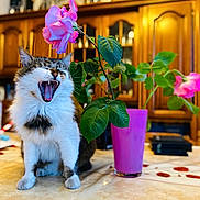 Hoxon a rejoint le concours — aidez-le/la à gagner de superbes lots ! cat, yawning, flower, rose, vase, pink, plant, table, indoor, wooden_cabinet, furniture, pet, fur, leaf, mouth_open, home, cozy, domestic, animal, cute